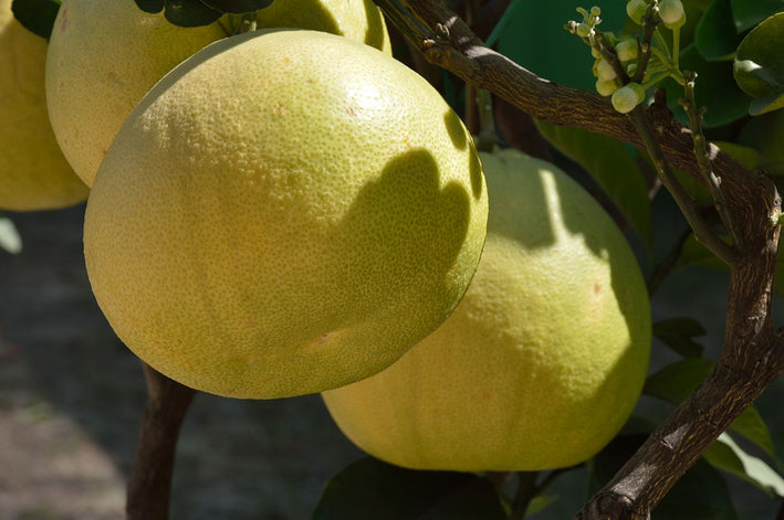 Pomelo Lemon - Citrus maxima Fruit Plant