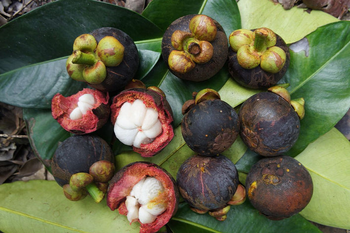 Purple Mangosteen - Garcinia mangostana Fruit Plant