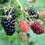 Blackberry - Rubus fruticosus Fruit Plant