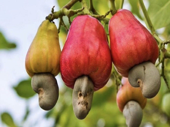 Cashew Nut Apple Plant