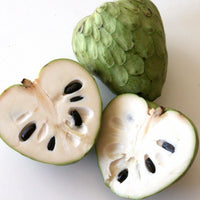 Cherimoya - Annona cherimola Fruit Plant