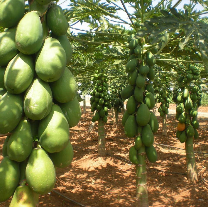 Dwarf Papaya - Carica papaya Fruit Plant