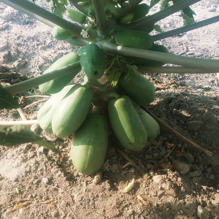 Dwarf Papaya - Carica papaya Fruit Plant