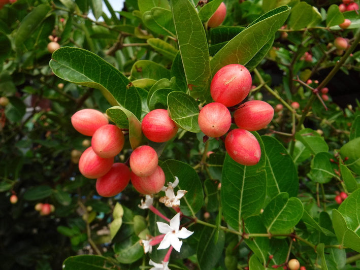 Karonda Cherry - Carissa carandas Fruit Plant