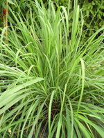 Lemon Grass Spice Plant