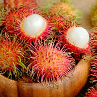 Hybrid Rambutan ( School Boy ) Fruit Plant