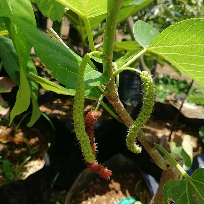 Pakistan Long Mulberry - Morus alba x rubra Fruit Plant