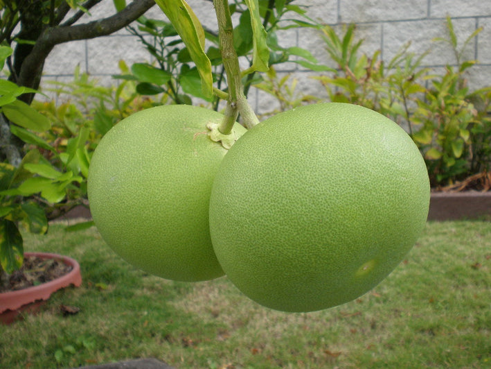 Pomelo Lemon - Citrus maxima Fruit Plant