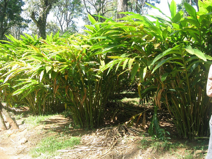 Green Cardamom Spice Plant