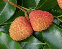 Lychee - Litchi chinensis Fruit Plant