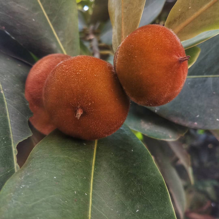 Velvet Apple - Diospyros blancoi Fruit Plant