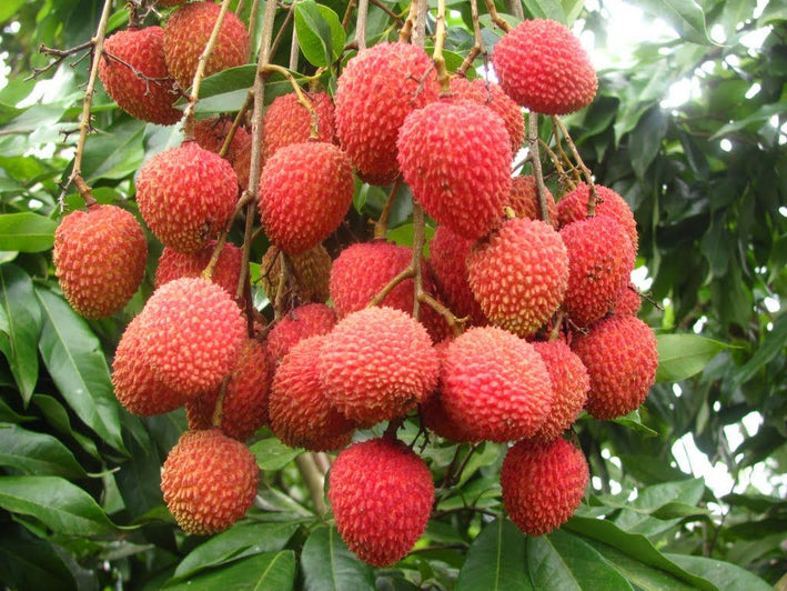 Lychee - Litchi chinensis Fruit Plant