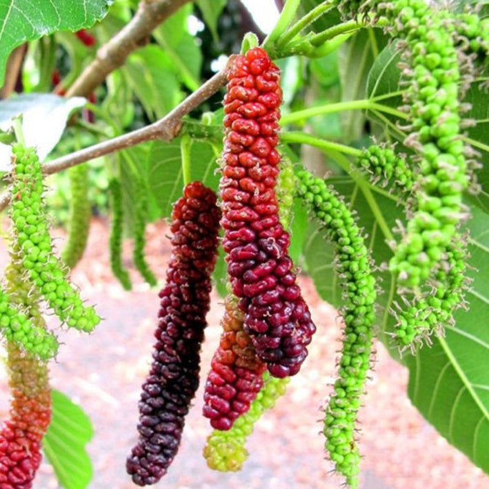 Pakistan Long Mulberry - Morus alba x rubra Fruit Plant