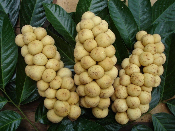 Langsat - Lansium domesticum Fruit Plant