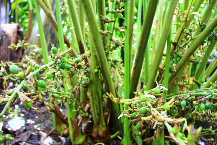 Green Cardamom Spice Plant