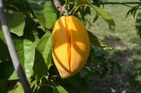 Eggfruit - Pouteria campechiana Fruit Plant