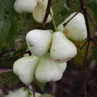 Dwarf Water Apple - Syzygium samarangense Fruit Plant