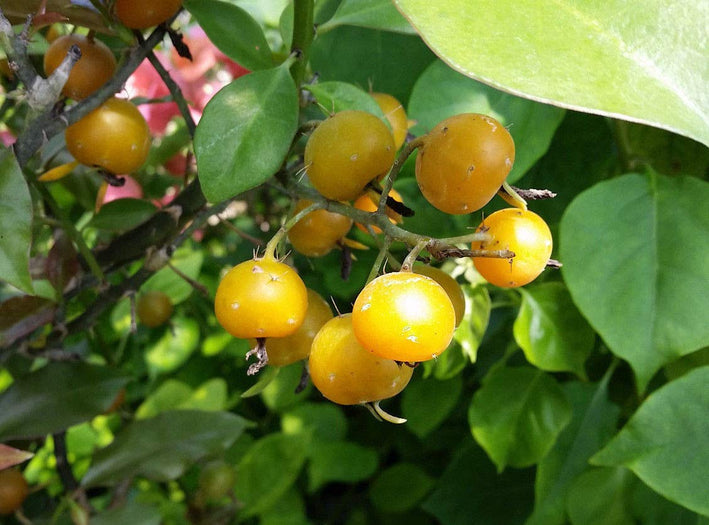 Lemon Vina - Pereskia aculeata  Fruit Plant