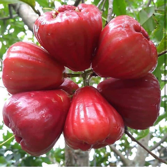 Malay Apple - Syzygium malaccense Fruit Plant