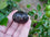 Surinam Cherry Black - Eugenia uniflora Fruit Plant