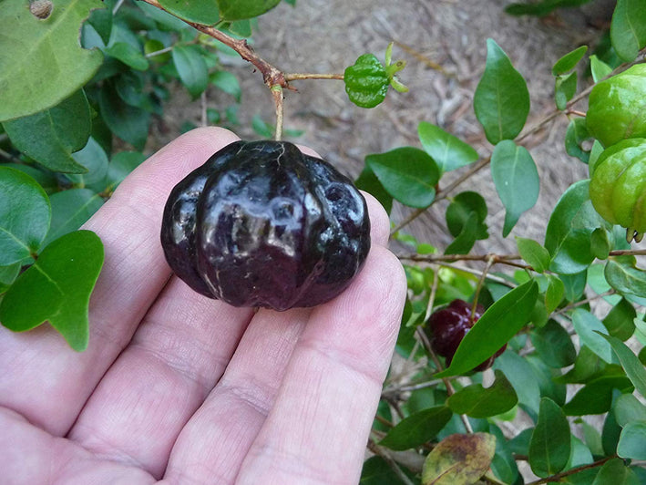 Surinam Cherry Black - Eugenia uniflora Fruit Plant