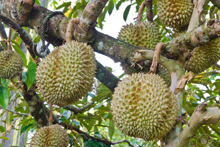 Durian - Durio zibethinus Plant