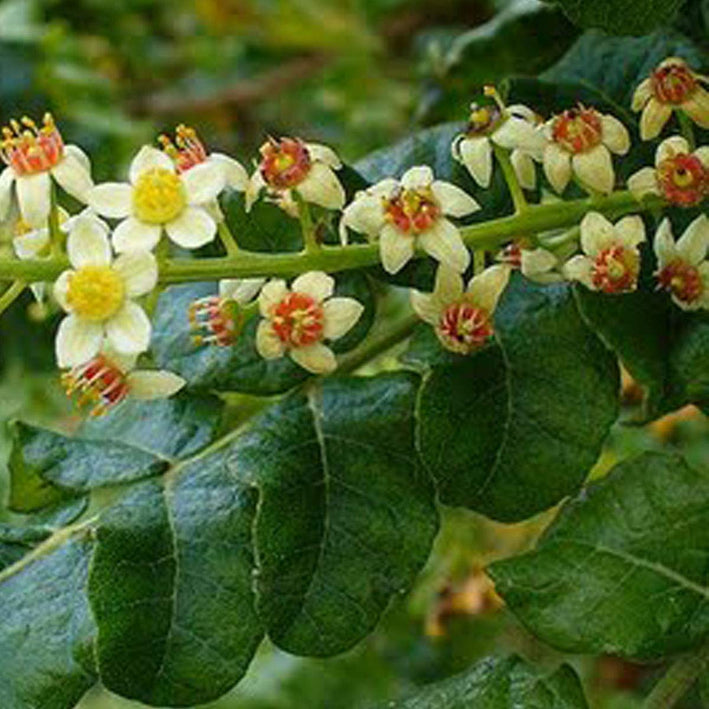 Indian Frankincense Kunthirikkam Spice Plant