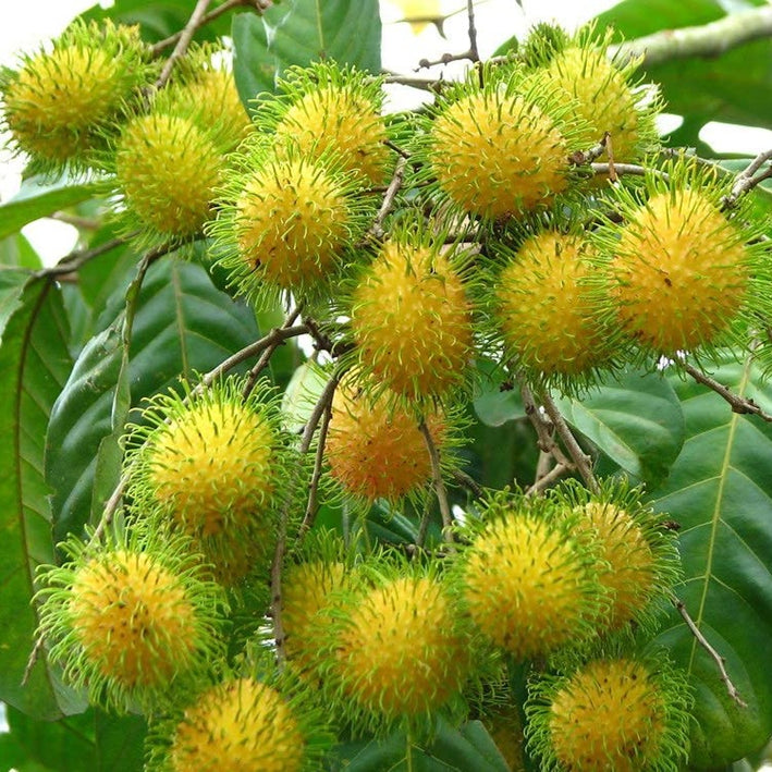 Hybrid Rambutan ( E35 ) Fruit Plant