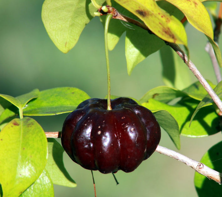 Surinam Cherry Black - Eugenia uniflora Fruit Plant