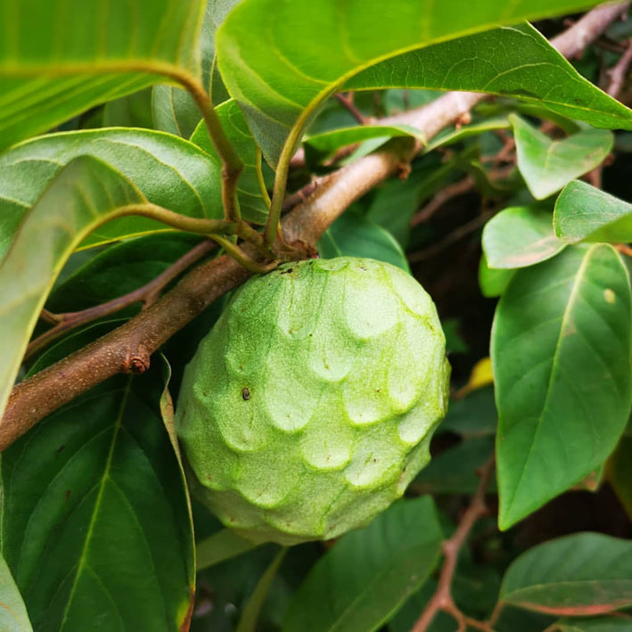 Cherimoya - Annona cherimola Fruit Plant