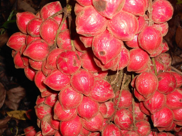 Mooty Fruit - baccaurea courtallensis Fruit Plant