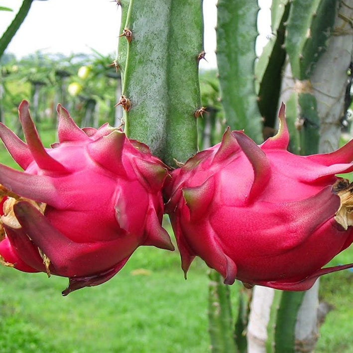 Red Flesh Dragonfruit Plant