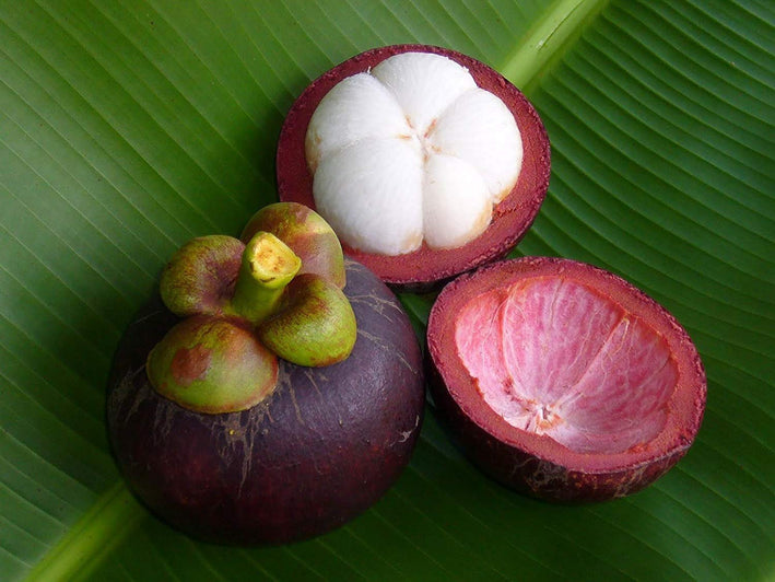 Purple Mangosteen - Garcinia mangostana Fruit Plant