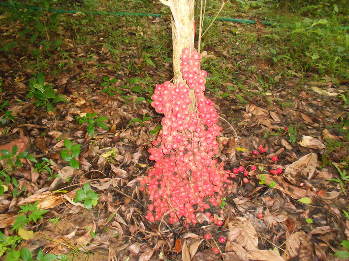 Mooty Fruit - baccaurea courtallensis Fruit Plant