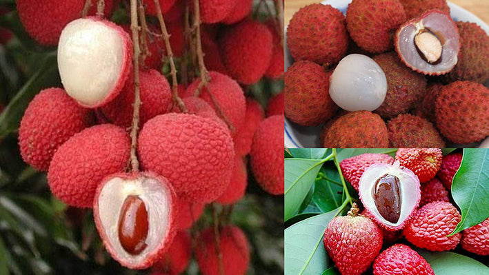 Lychee - Litchi chinensis Fruit Plant