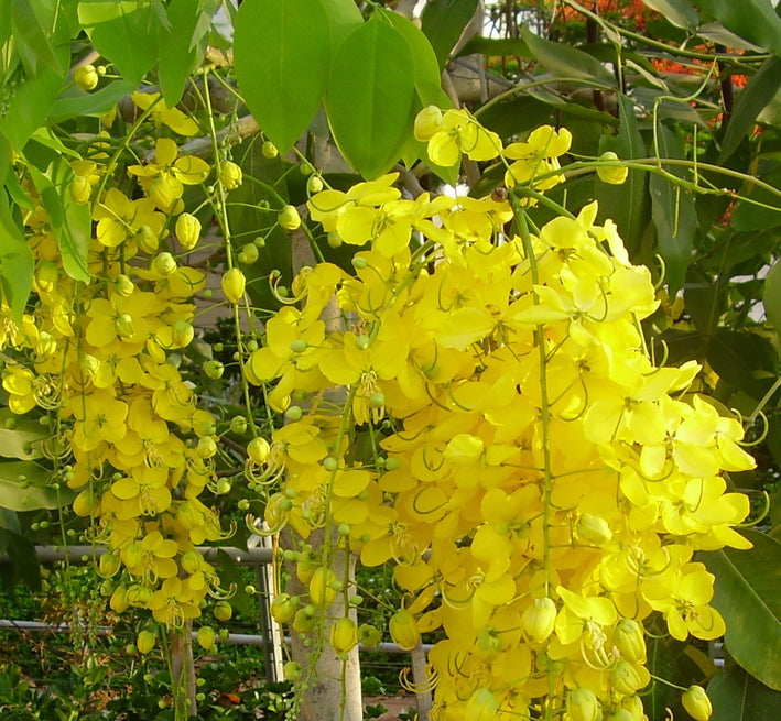 Golden Shower - Cassia fistula Tree Plant