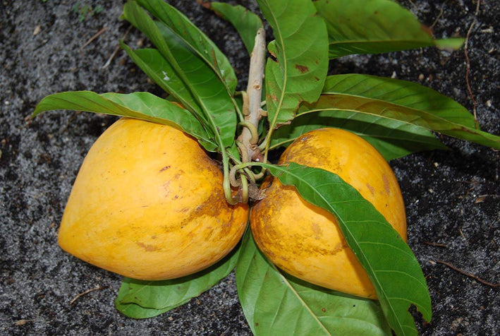 Eggfruit - Pouteria campechiana Fruit Plant