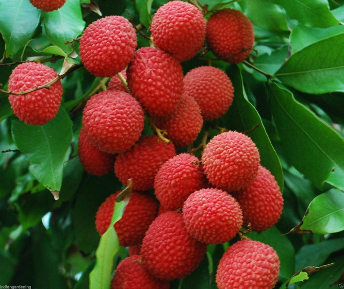 Lychee - Litchi chinensis Fruit Plant