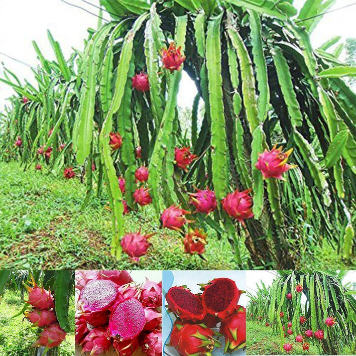 Red Flesh Dragonfruit Plant