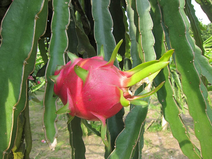 White Flesh Dragonfruit Plant