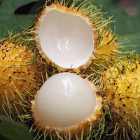 Hybrid Rambutan ( Muar Gading ) Fruit Plant