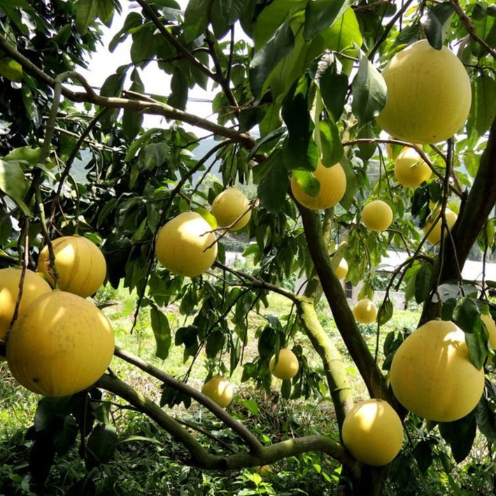 Pomelo Lemon - Citrus maxima Fruit Plant