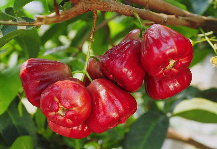 Malay Apple - Syzygium malaccense Fruit Plant