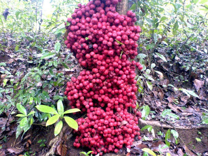 Mooty Fruit - baccaurea courtallensis Fruit Plant