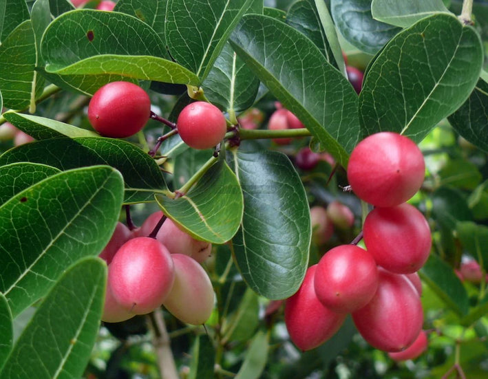 Karonda Cherry - Carissa carandas Fruit Plant