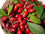 Miracle Berry Fruit - Synsepalum dulcificum Plant