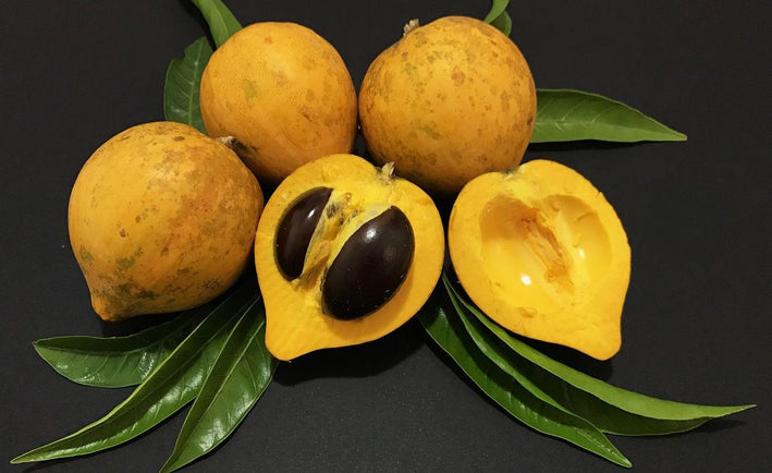 Eggfruit - Pouteria campechiana Fruit Plant