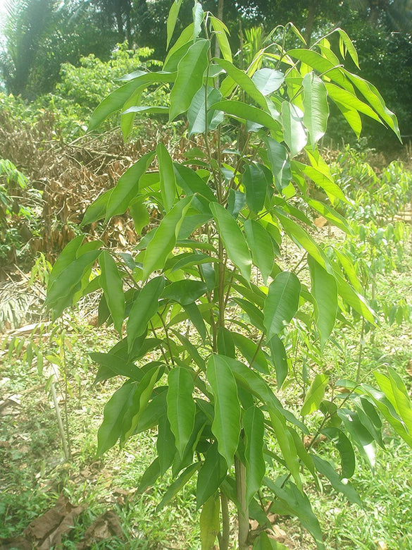 Agarwood Tree - Aquilaria malaccensis Tree Plant