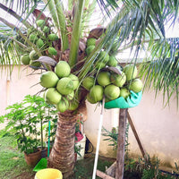 Hybrid Dwarf Coconut - Andaman Dwarf  Plant