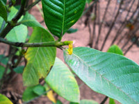 Asafoetida Hing Spice Plant